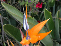 San Diego Flower